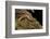 Gyrinophilus Porphyriticus (Spring Salamander)-Paul Starosta-Framed Photographic Print