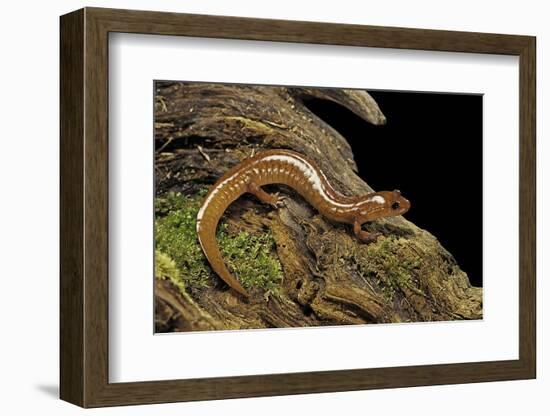 Gyrinophilus Porphyriticus (Spring Salamander)-Paul Starosta-Framed Photographic Print