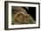 Gyrinophilus Porphyriticus (Spring Salamander)-Paul Starosta-Framed Photographic Print