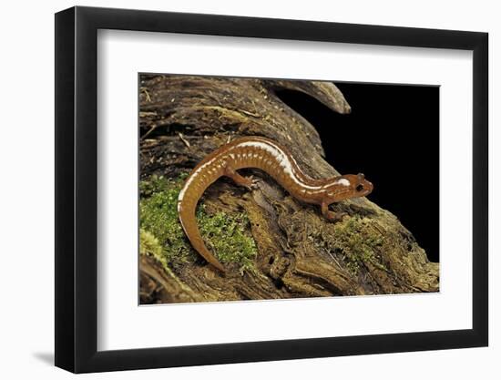 Gyrinophilus Porphyriticus (Spring Salamander)-Paul Starosta-Framed Photographic Print