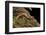 Gyrinophilus Porphyriticus (Spring Salamander)-Paul Starosta-Framed Photographic Print