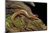 Gyrinophilus Porphyriticus (Spring Salamander)-Paul Starosta-Mounted Photographic Print