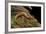 Gyrinophilus Porphyriticus (Spring Salamander)-Paul Starosta-Framed Photographic Print