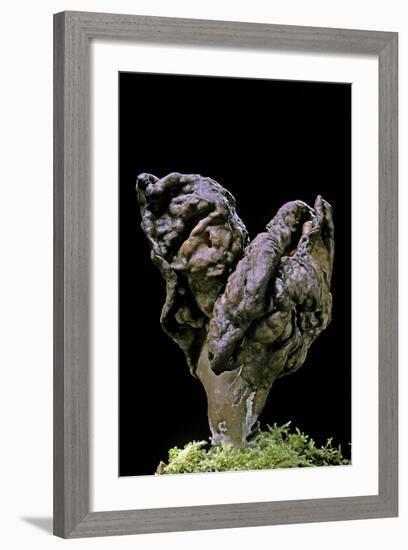 Gyromitra Infula (Hooded False Morel, Elfin Saddle)-Paul Starosta-Framed Photographic Print