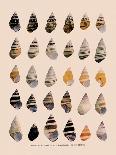 Liguus Tree-Snails-H. A. Pilsbry-Mounted Giclee Print