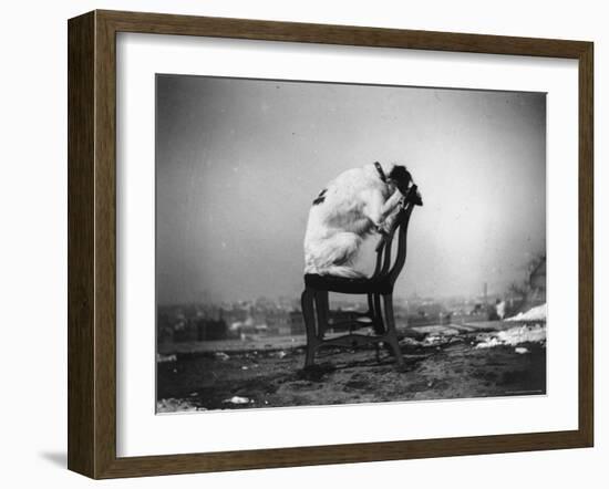 H.B. Leckler's Dog Mace Posing Atop a Chair Outdoors in Ft. Greene, Brooklyn, NY-Wallace G^ Levison-Framed Photographic Print