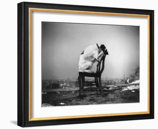 H.B. Leckler's Dog Mace Posing Atop a Chair Outdoors in Ft. Greene, Brooklyn, NY-Wallace G^ Levison-Framed Photographic Print