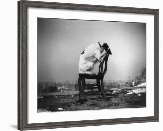 H.B. Leckler's Dog Mace Posing Atop a Chair Outdoors in Ft. Greene, Brooklyn, NY-Wallace G^ Levison-Framed Photographic Print