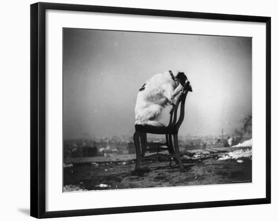 H.B. Leckler's Dog Mace Posing Atop a Chair Outdoors in Ft. Greene, Brooklyn, NY-Wallace G^ Levison-Framed Photographic Print