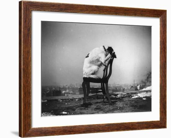 H.B. Leckler's Dog Mace Posing Atop a Chair Outdoors in Ft. Greene, Brooklyn, NY-Wallace G^ Levison-Framed Photographic Print