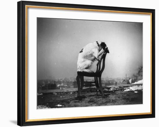 H.B. Leckler's Dog Mace Posing Atop a Chair Outdoors in Ft. Greene, Brooklyn, NY-Wallace G^ Levison-Framed Photographic Print