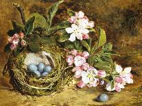 Apple Blossom and a Bird's Nest-H. Barnard Grey-Laminated Giclee Print