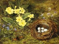 Apple Blossom and a Bird's Nest-H. Barnard Grey-Giclee Print