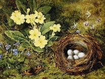 Primroses with a Bird's Nest-H. Bernard Grey-Premier Image Canvas