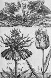 Cyclamen: Gardens, Fruits, Flowers and Designs for Mazes and Parterres; De Koninglycke Hovnier…-H. Cause-Giclee Print