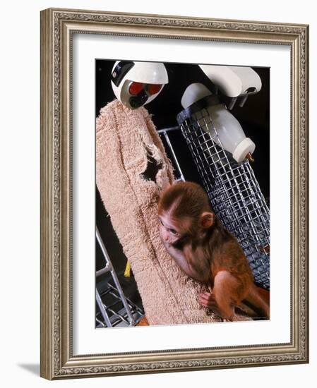 H.F. Harlow's Research Into Relationship Between Child and Mother Utilizing Infant Rhesus Monkey-Nina Leen-Framed Photographic Print