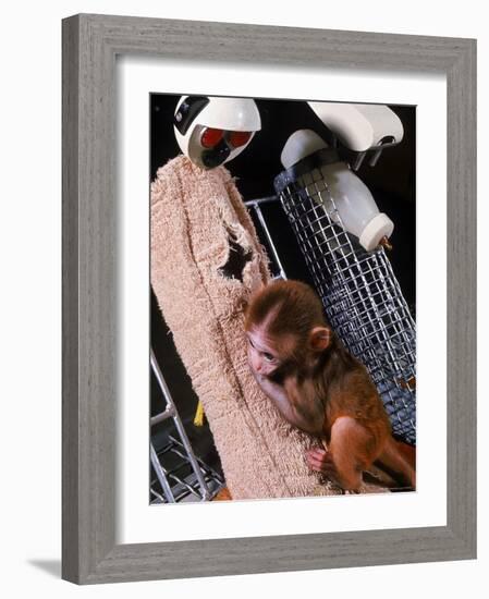 H.F. Harlow's Research Into Relationship Between Child and Mother Utilizing Infant Rhesus Monkey-Nina Leen-Framed Photographic Print