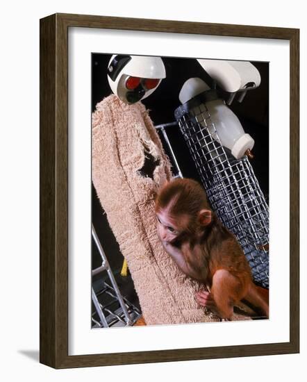 H.F. Harlow's Research Into Relationship Between Child and Mother Utilizing Infant Rhesus Monkey-Nina Leen-Framed Photographic Print