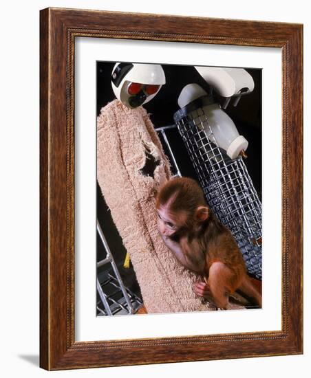 H.F. Harlow's Research Into Relationship Between Child and Mother Utilizing Infant Rhesus Monkey-Nina Leen-Framed Photographic Print