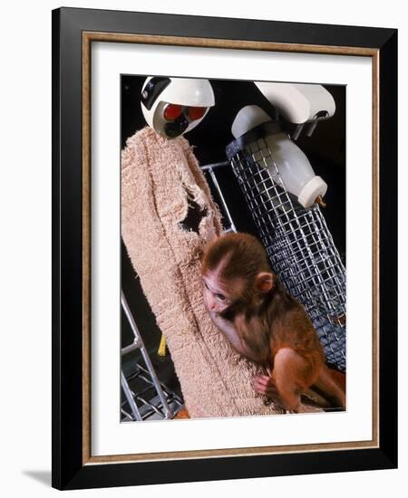 H.F. Harlow's Research Into Relationship Between Child and Mother Utilizing Infant Rhesus Monkey-Nina Leen-Framed Photographic Print