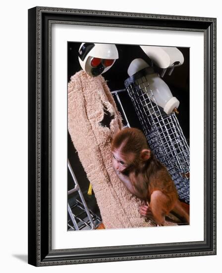 H.F. Harlow's Research Into Relationship Between Child and Mother Utilizing Infant Rhesus Monkey-Nina Leen-Framed Photographic Print