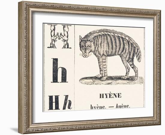 H for Hyene, 1850 (Engraving)-Louis Simon (1810-1870) Lassalle-Framed Giclee Print