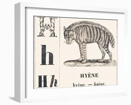 H for Hyene, 1850 (Engraving)-Louis Simon (1810-1870) Lassalle-Framed Giclee Print