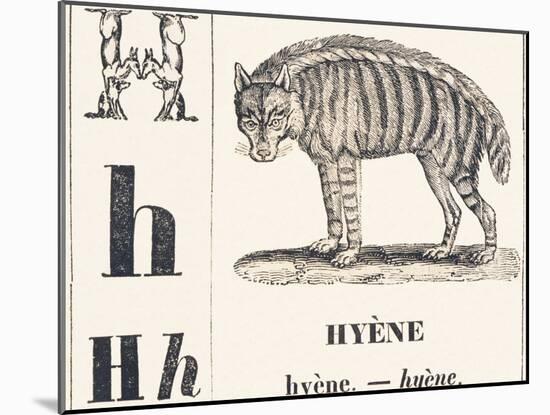 H for Hyene, 1850 (Engraving)-Louis Simon (1810-1870) Lassalle-Mounted Giclee Print