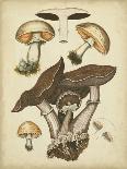 Antique Mushrooms II-H. Furrer-Framed Art Print