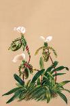 Phalenopsis Stuartiana; Philippine Orchid-H.g. Moon-Art Print