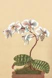 Phalenopsis Stuartiana; Philippine Orchid-H.g. Moon-Art Print