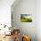 H Horse in a Pasture in the Mountain Valley. Landscape Morning Panorama of the Mountains in Summer-Kotenko-Photographic Print displayed on a wall