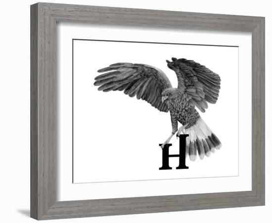 H is for Hawk-Stacy Hsu-Framed Art Print