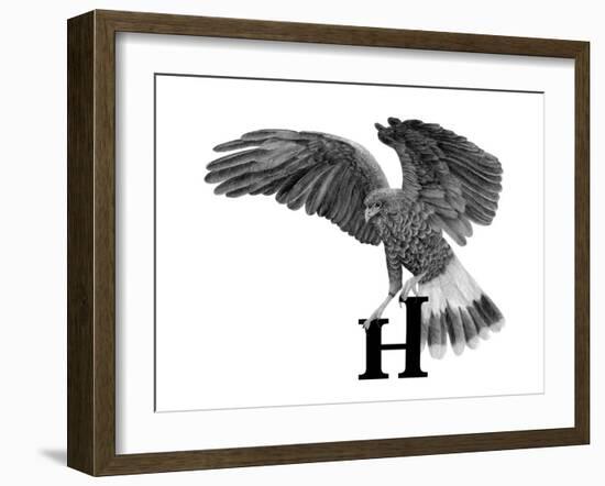 H is for Hawk-Stacy Hsu-Framed Art Print