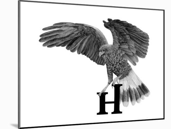 H is for Hawk-Stacy Hsu-Mounted Art Print