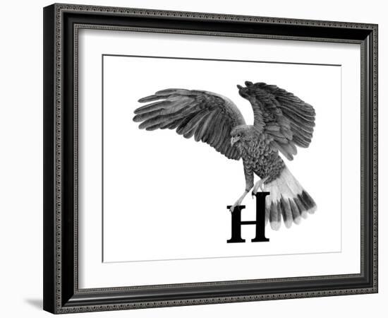 H is for Hawk-Stacy Hsu-Framed Art Print