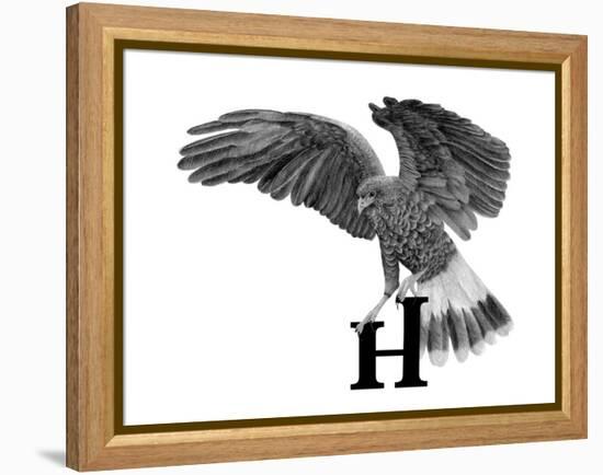 H is for Hawk-Stacy Hsu-Framed Stretched Canvas