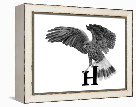 H is for Hawk-Stacy Hsu-Framed Stretched Canvas