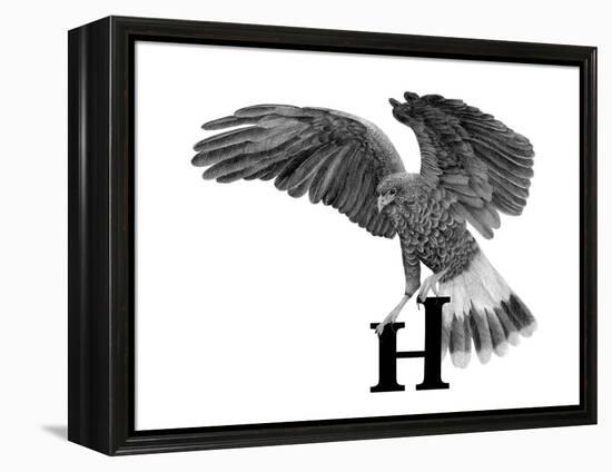 H is for Hawk-Stacy Hsu-Framed Stretched Canvas