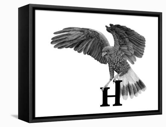 H is for Hawk-Stacy Hsu-Framed Stretched Canvas