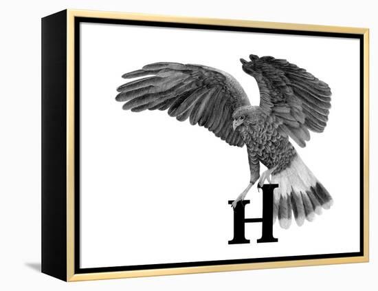 H is for Hawk-Stacy Hsu-Framed Stretched Canvas