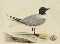 Meyer Shorebirds VI-H. l. Meyer-Art Print