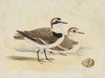 Meyer Shorebirds II-H. l. Meyer-Art Print