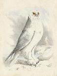 Meyer Snowy Owl-H. l. Meyer-Framed Art Print