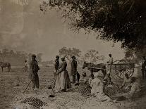 Planting Sweet Potatoes, Hopkinson's Plantation, Edislo Island, South Carolina, 1862-H.P. Moore-Mounted Giclee Print