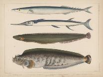 1. Salmon, 2. Osmerus Japonicus, 3. Salmo (Fario) Leucomaenis, 1855-H. Patterson-Giclee Print
