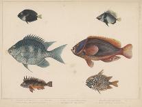 1. Salmo Perryi (Reduced), 2. Salmo Masou (Reduced), 1855-H. Patterson-Giclee Print