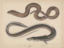 1. Pelor Japonicum, 2. Sebastes Inermis and 3. Trigla Burgeri, 1855-H. Patterson-Giclee Print