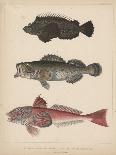 1. Clinus Polyactocephalus, 2. Gunellus Dolichogaster, 3. Belone Gigantea, 4. Scomberesox, 1855-H. Patterson-Giclee Print