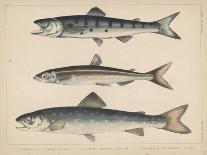 1. Salmon, 2. Osmerus Japonicus, 3. Salmo (Fario) Leucomaenis, 1855-H. Patterson-Giclee Print